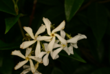 Trachelospermum jasminoides RCP7-06 274.jpg